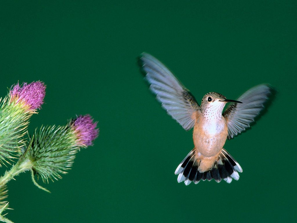 Calliope Hummingbird